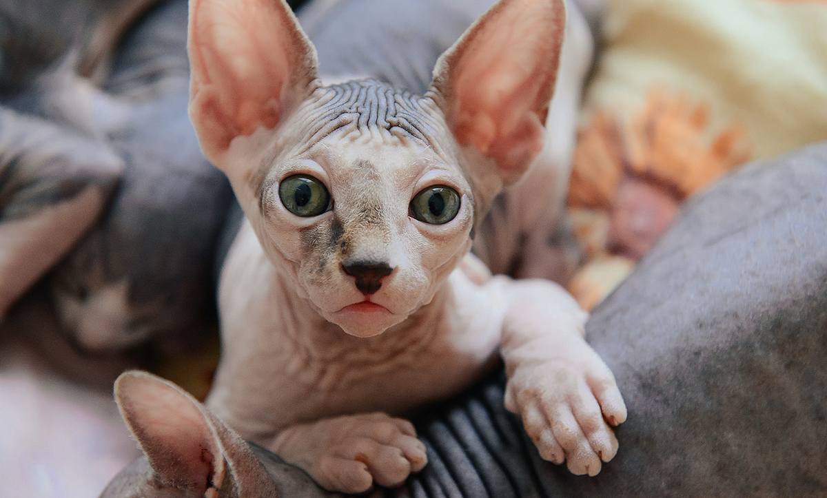 drei Nacktkatzen auf einem Sofa