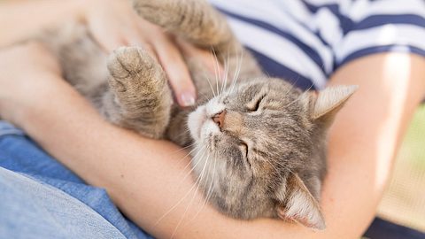 Frau kuschelt mit grau getigerter Katze - Foto: iStock/vladans