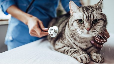 Diese Katzenkrankheiten sollten Tierhalter kennen - Foto: istock: Vasyl Dolmatov