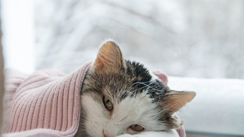 Mit einer Decke zugedeckte Katze liegt krank vor einem Fenster, nur der Kopf schaut heraus - Foto: iStock-843827698 Tanchic
