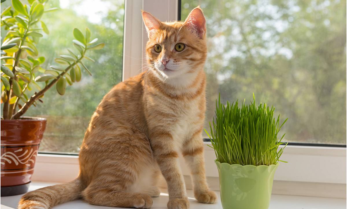 Die Katzenminze hat ihren Namen daher, weil Katzen das Gras lieben und zu ihrer Verdauung fressen.