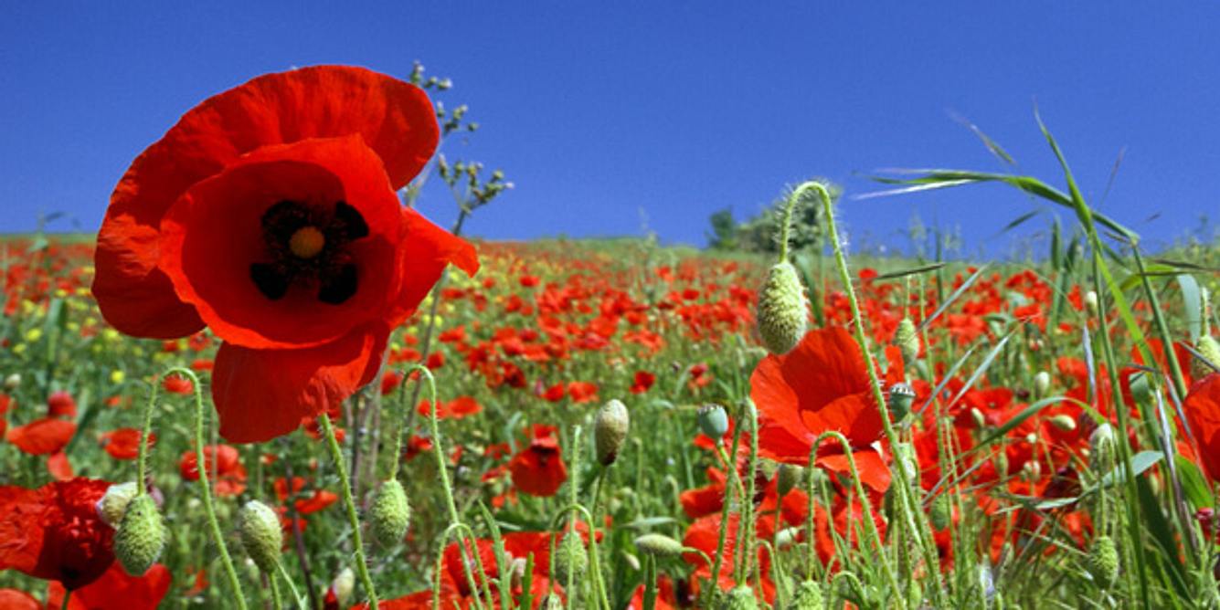 Klatschmohn