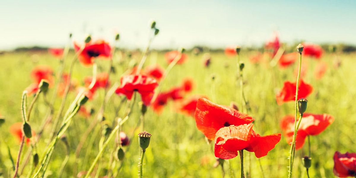 Klatschmohn gegen Stress