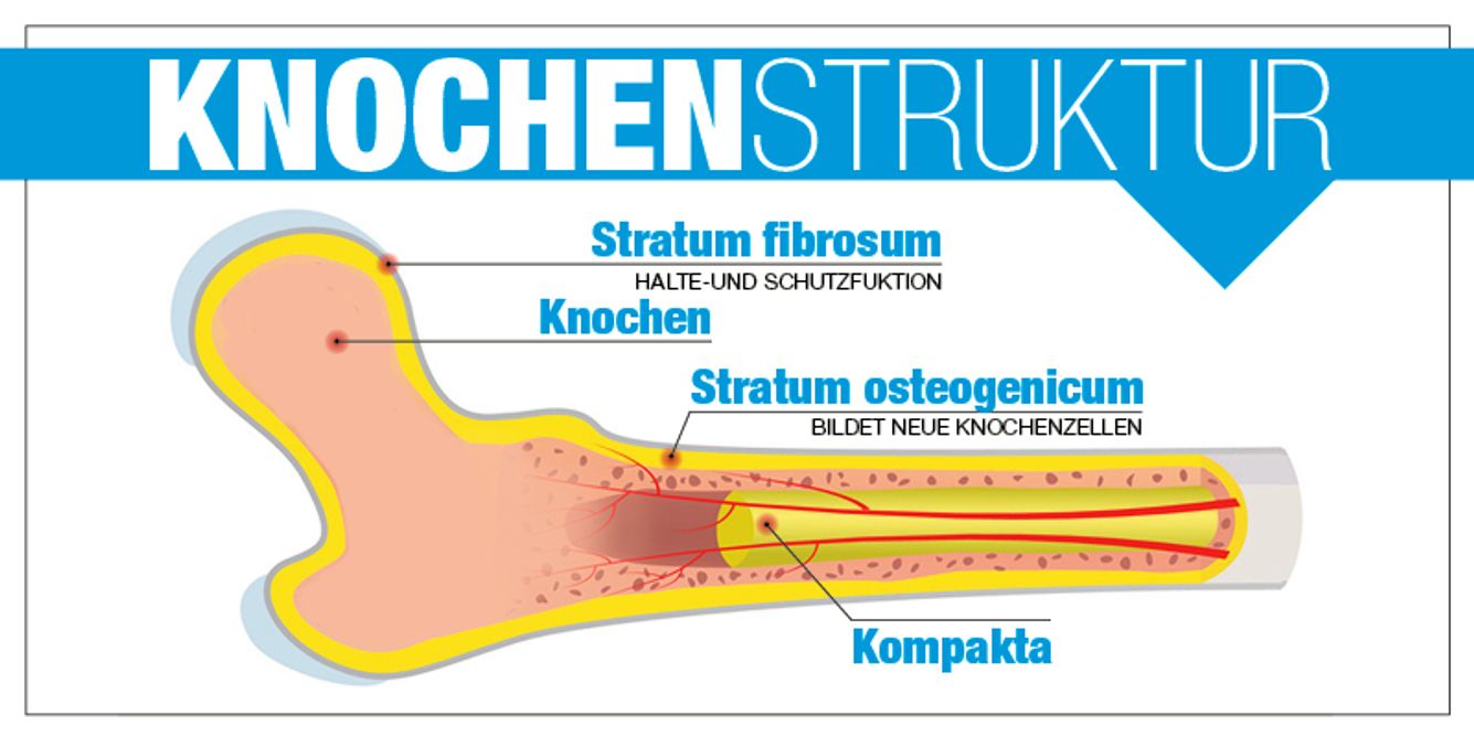 Knochenaufbau
