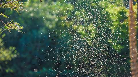 Mückenschwarm über einem Gewässer vor Bäumen - Foto: istock/3DFOX