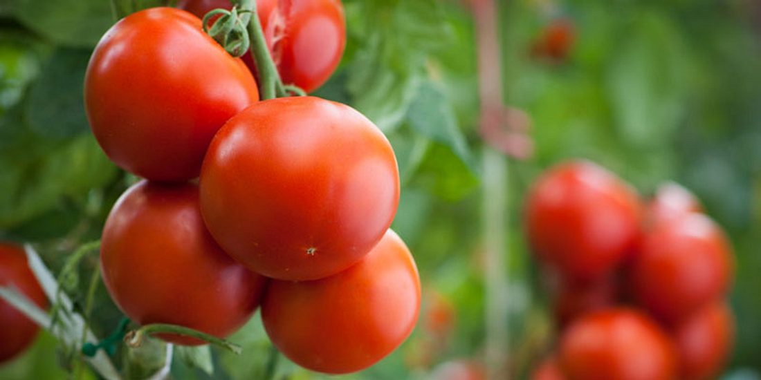 Konzentration steigern mit Tomaten