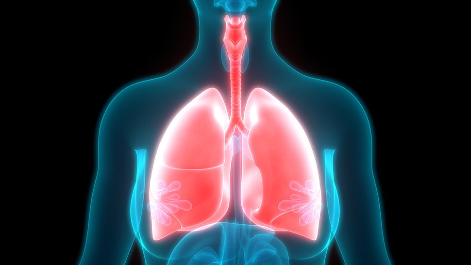 Rot hervorgehobene Lunge einer Frau - Foto: iStock/magicmine