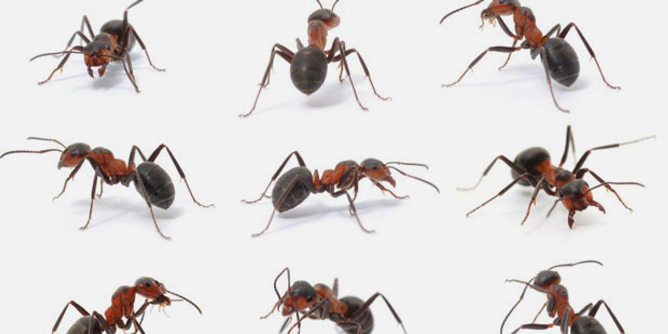 Kribbeln wird oft wie ein „Ameisenlaufen“ empfunden