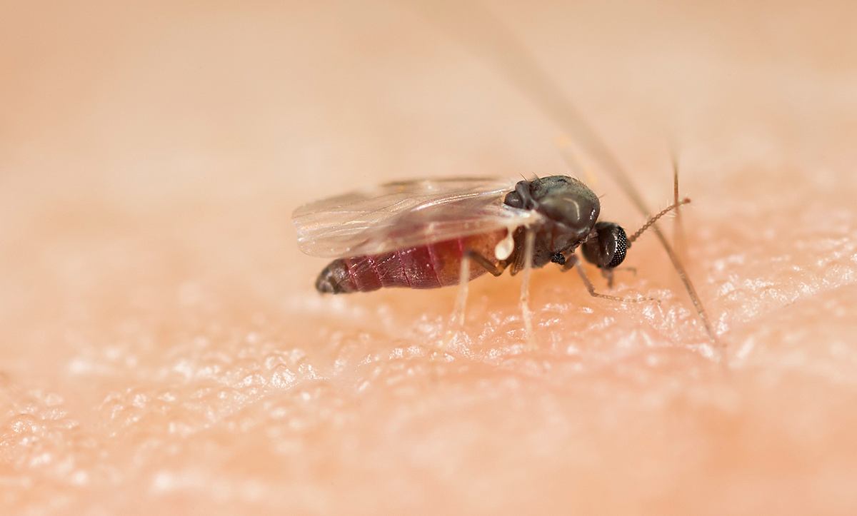 Eine Kriebelmücke sitzt auf der Haut eines Menschen