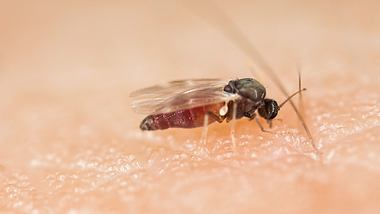 Eine Kriebelmücke sitzt auf der Haut eines Menschen - Foto: iStock/Henrik_L