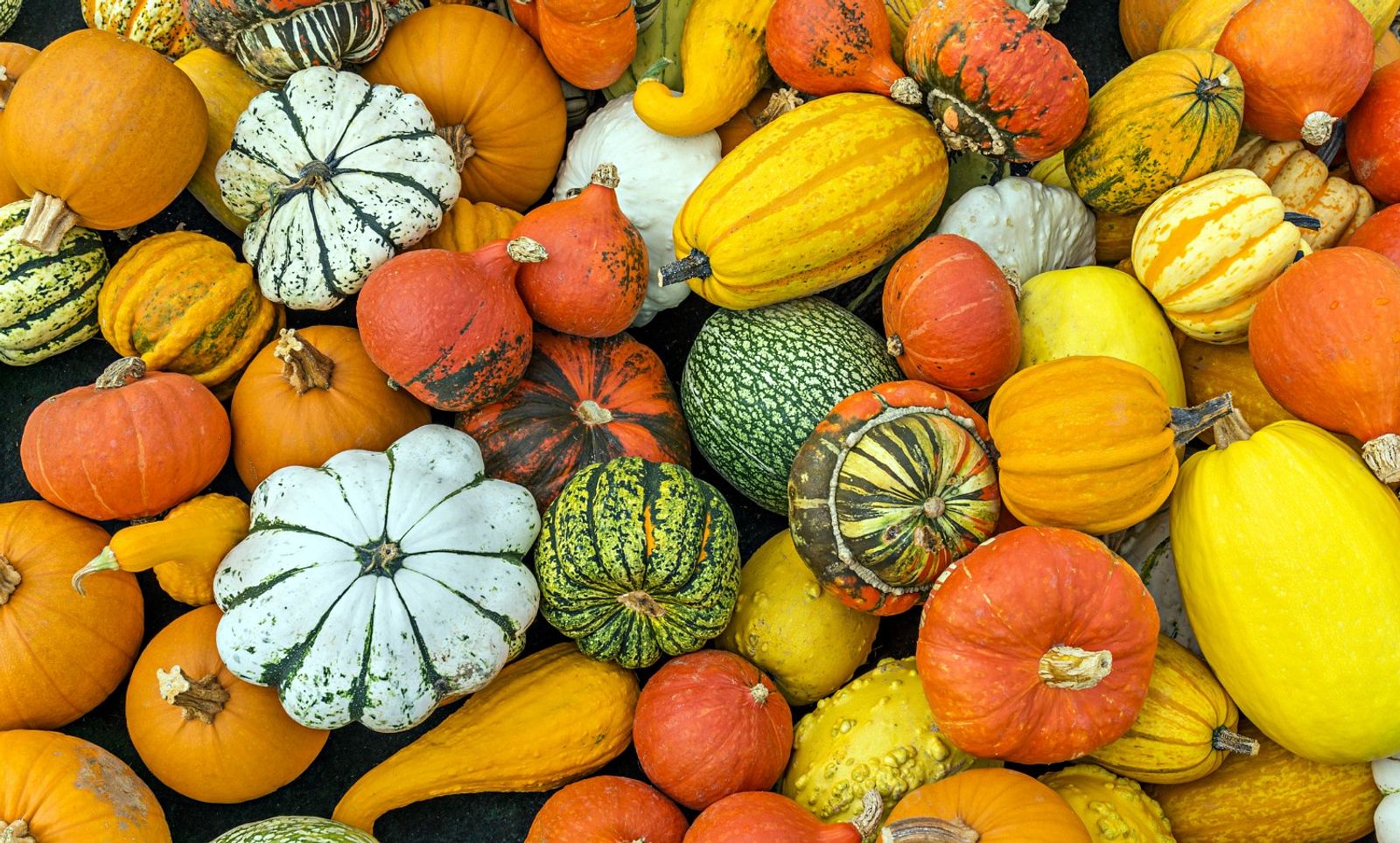 Kürbis schmeckt bitter: Behörde warnt vor Herbstgemüse! | PraxisVITA