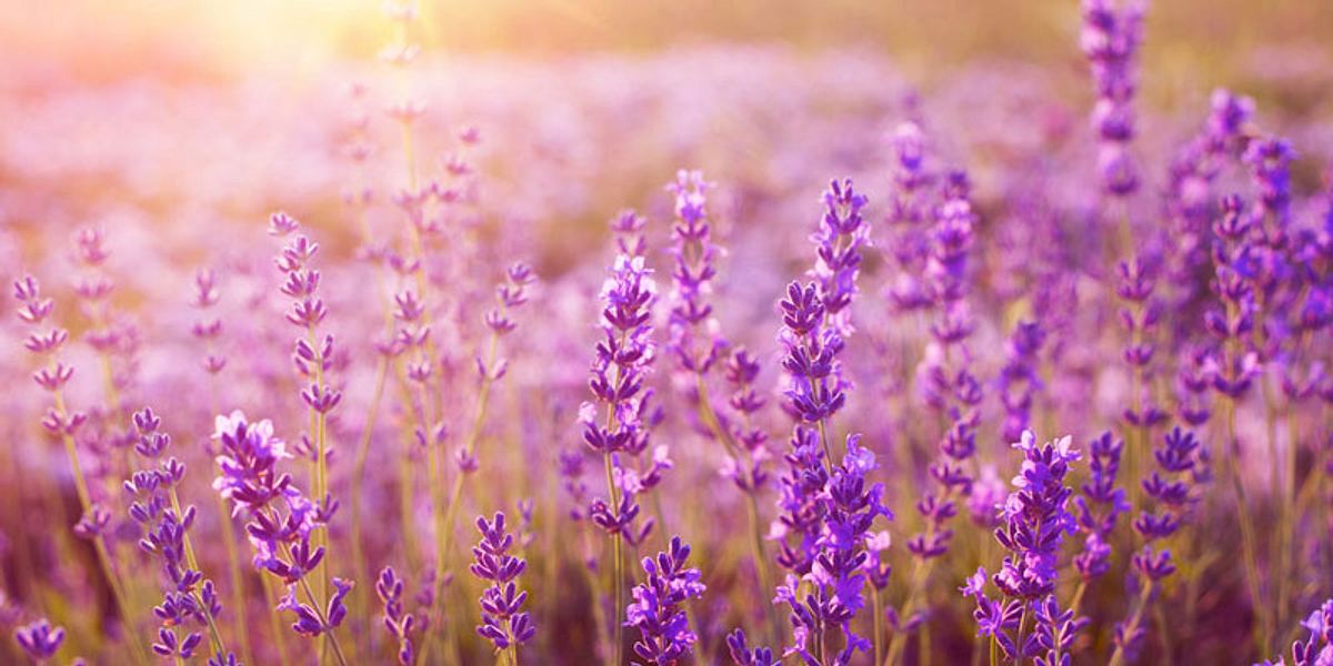 Lavendel