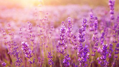 Lavendel - Foto: Fotolia
