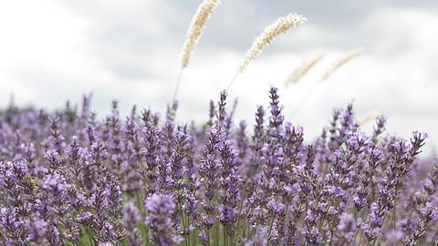 Lavendel - Foto: istock/Vasyl Dolmatov