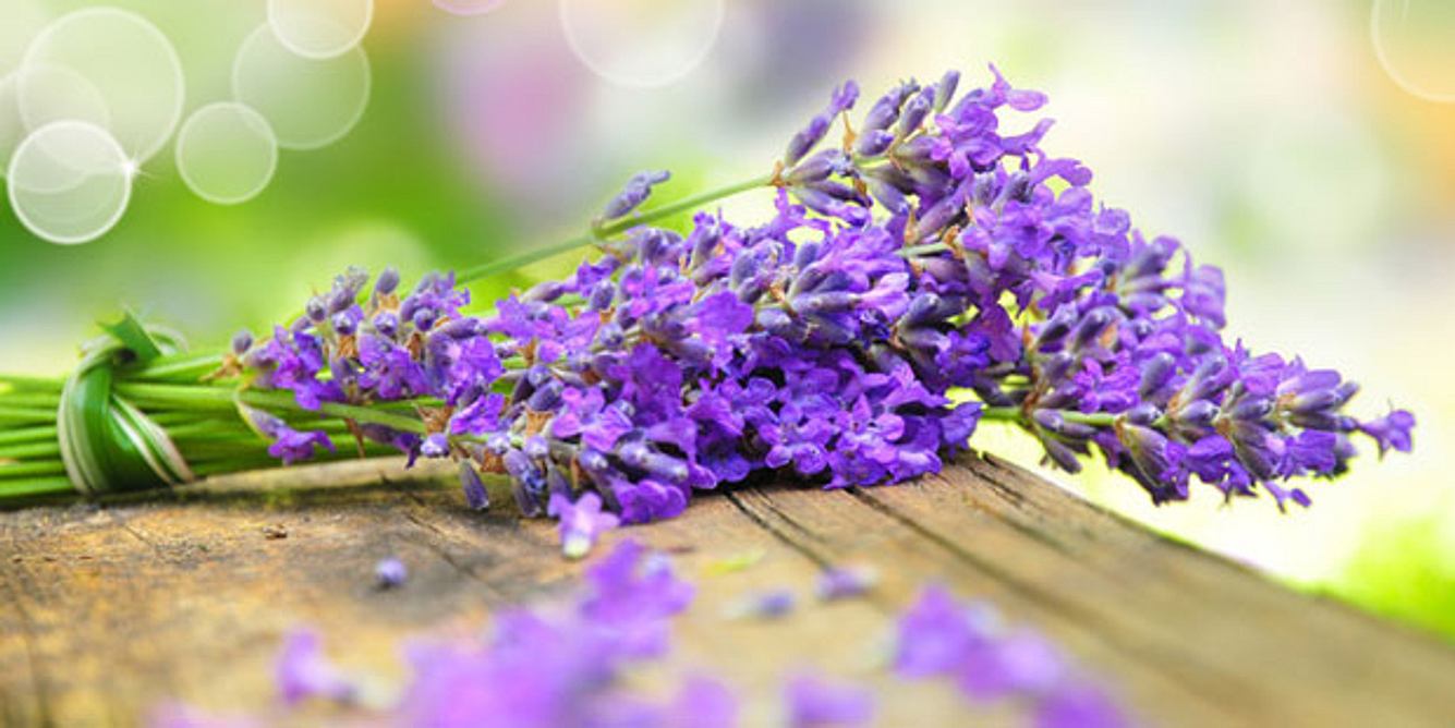 Lavendel
