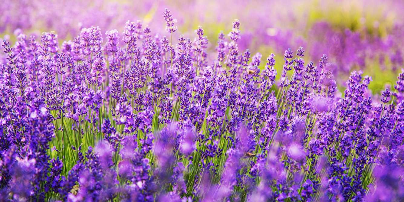 Lavendel gegen Schlafstörung