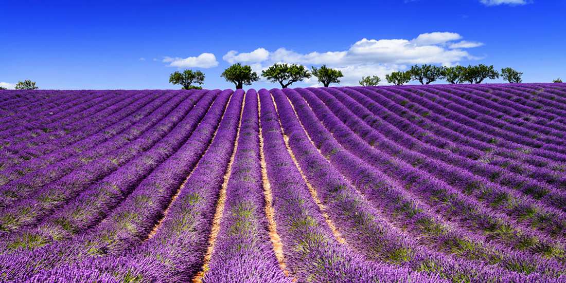 Lavendel