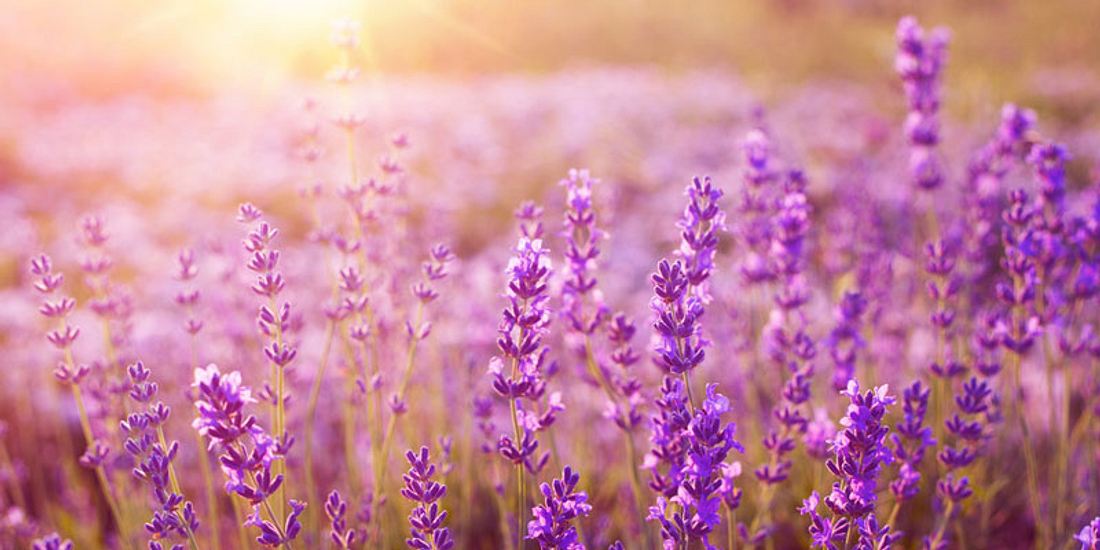 Lavendel