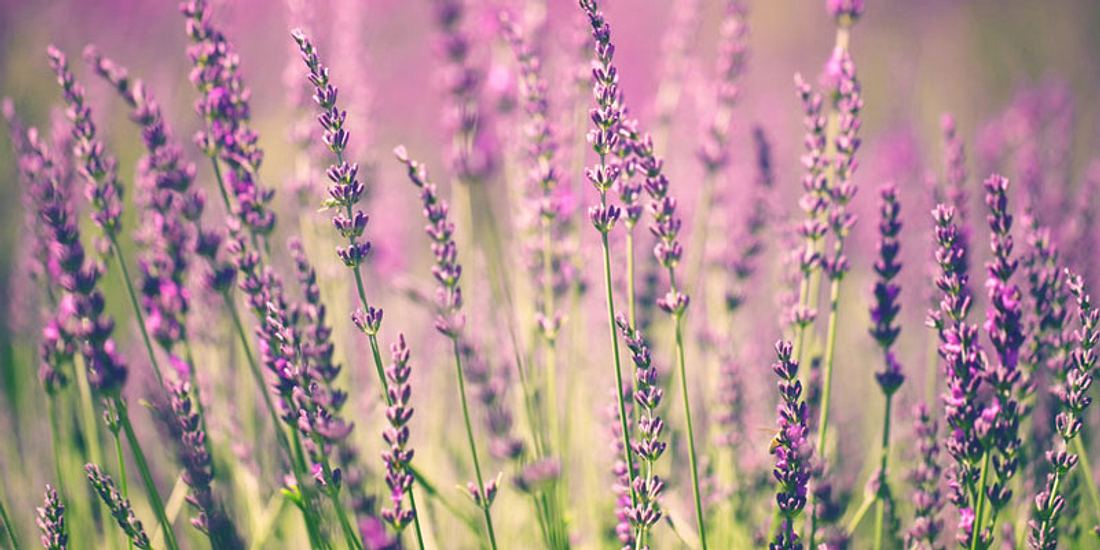 Lavendel gegen Stress