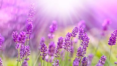 Mit Lavendel besser lernen - Foto: Fotolia