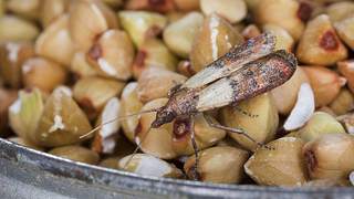 Lebensmittelmotten in der Küche sind Vorratsschädlinge - Foto: imago images/blickwinkel