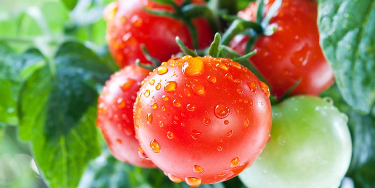 Tomaten enthalten Histamin