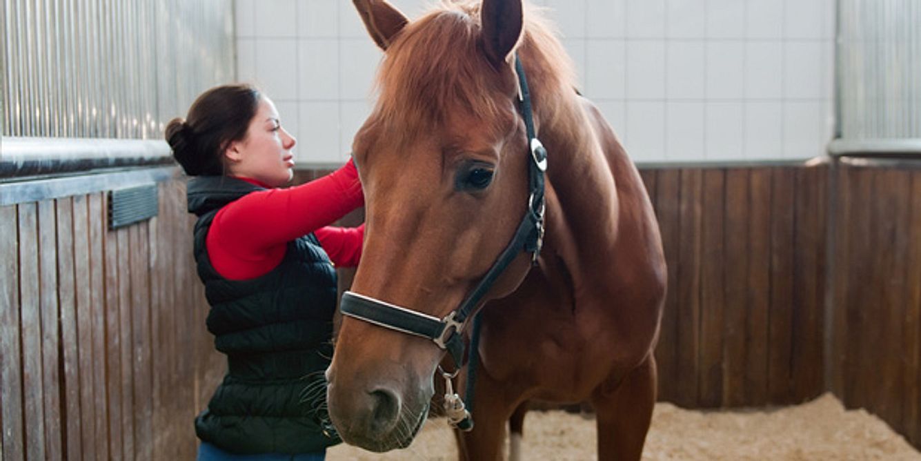 Legastheniker erlernen häufig lieber praktische Berufe wie Pferdewirtin