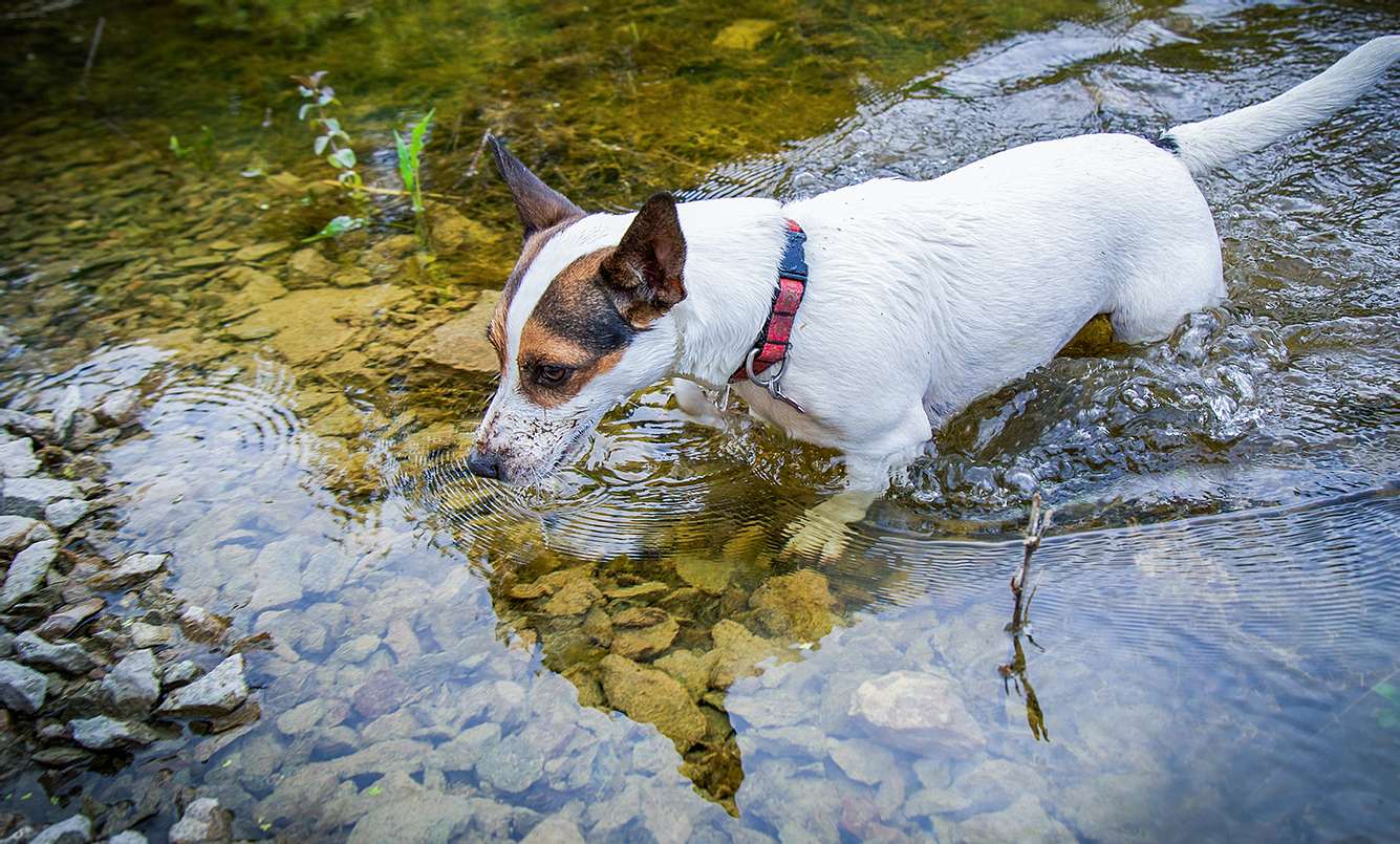 Ein Hund läuft durch ein klares Gewässer