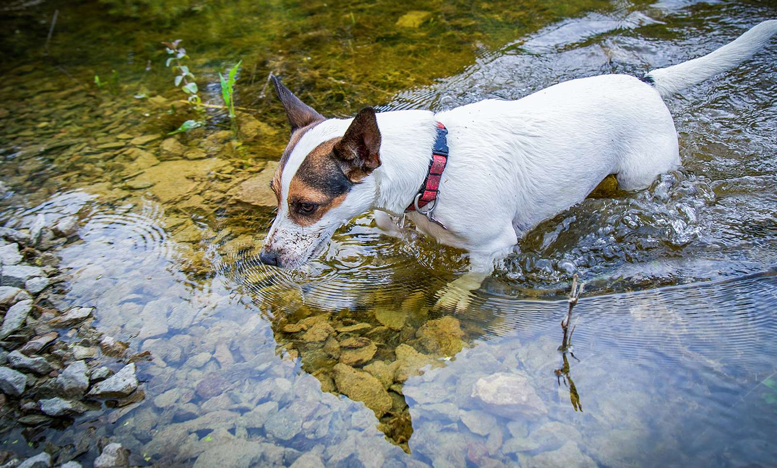 absorption Forstå Ansigt opad Leptospirose beim Hund: Symptome und Behandlung | PraxisVITA