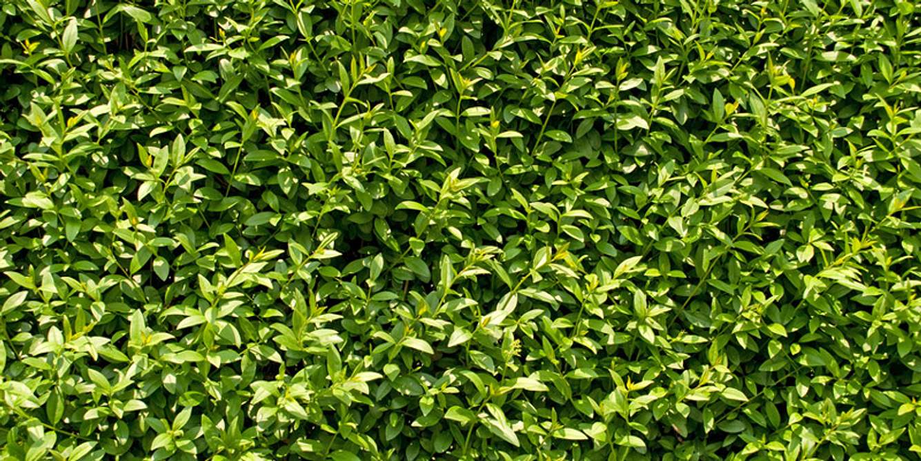 Ligusterhecke