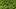 Ligusterhecke - Foto: Fotolia