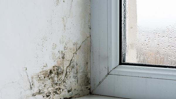 Schimmel am Fenster - Foto: iStock/Andrei310