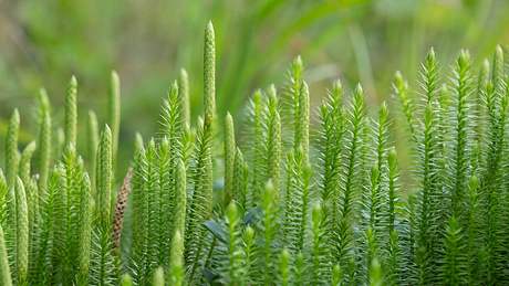 Lycopodium - Foto: iStock/Henrik_L