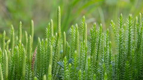 Lycopodium - Foto: iStock/Henrik_L