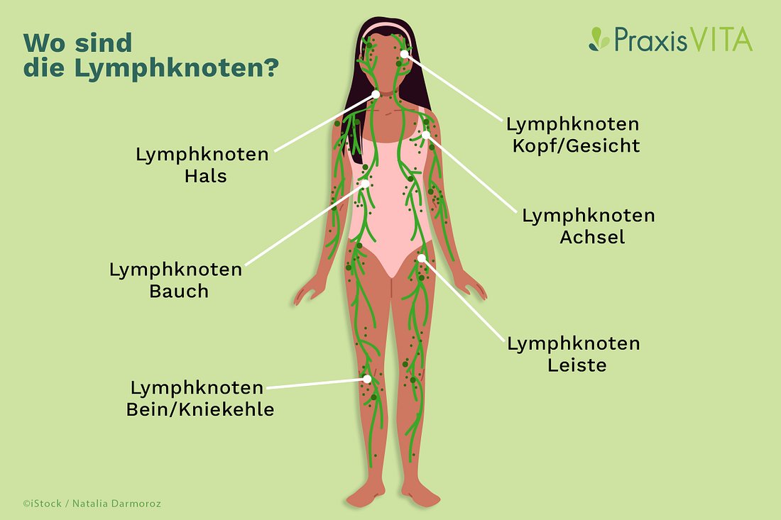 lymphknoten Grafik der Verteilung der Lymphknoten im Körper