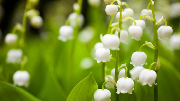 Maiglöckchen mit grünen Blättern und weißen Blüten - Foto: iStock/oluolu3 