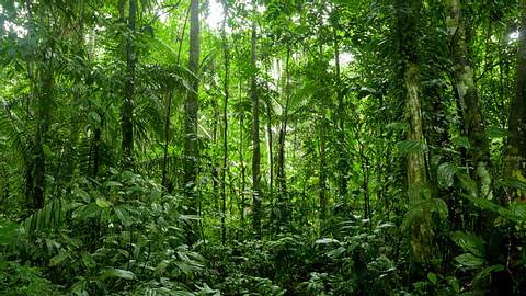 Ein Viertel aller pflanzlichen Arzneimittel stammt aus dem Dschungel - Foto: Fotolia