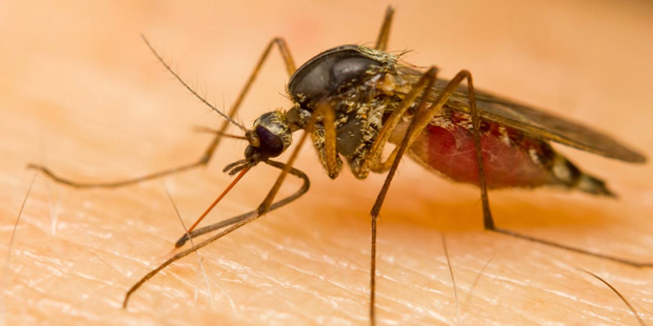 Malaria wird durch einen Stich der Anopheles-Mücke übertragen
