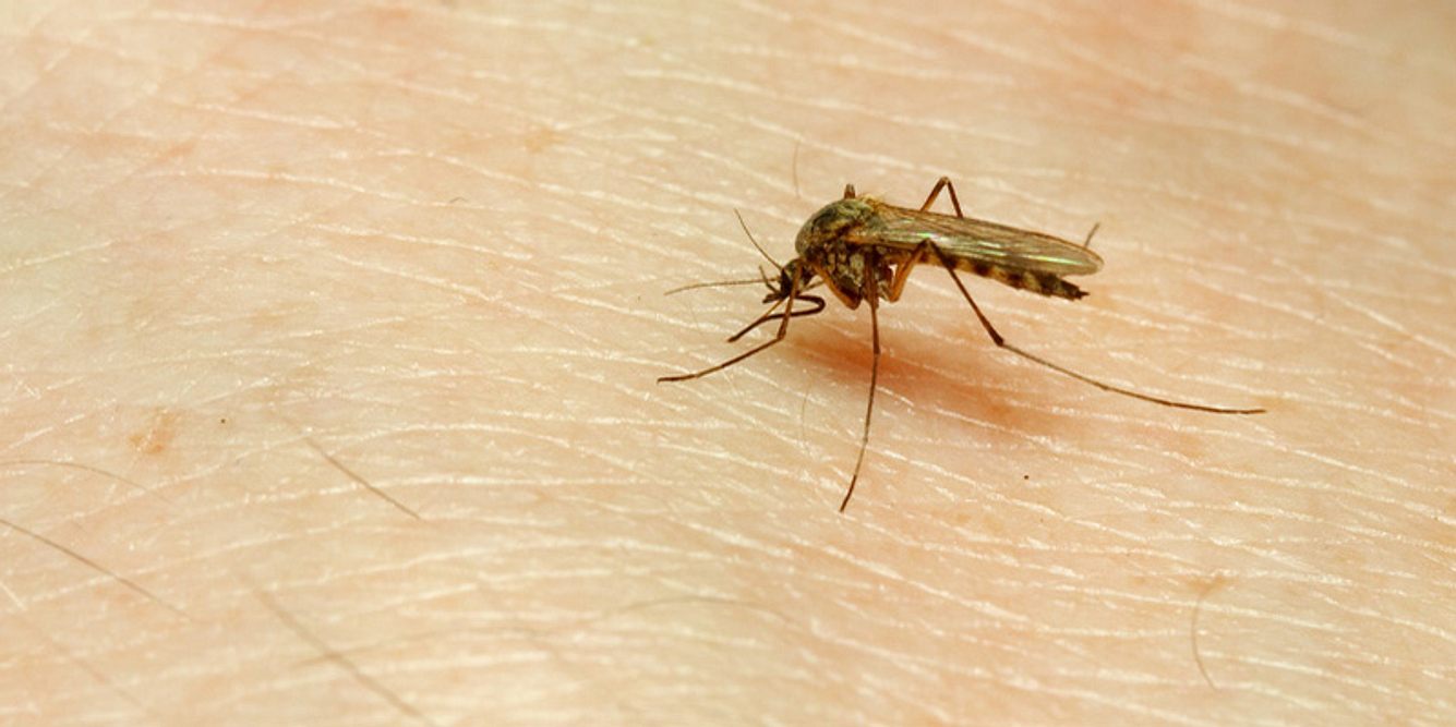 Mücken übertragen gefährliche Krankheiten wie Malaria