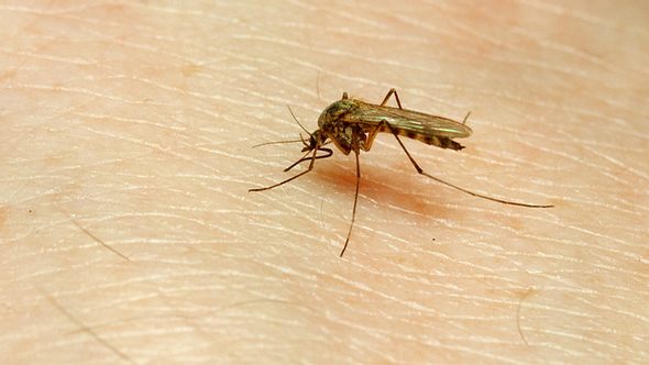 Mücken übertragen gefährliche Krankheiten wie Malaria - Foto: Fotolia