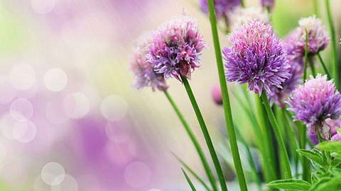 Schnittlauch – eine Heilpflanze aus unserer Küche