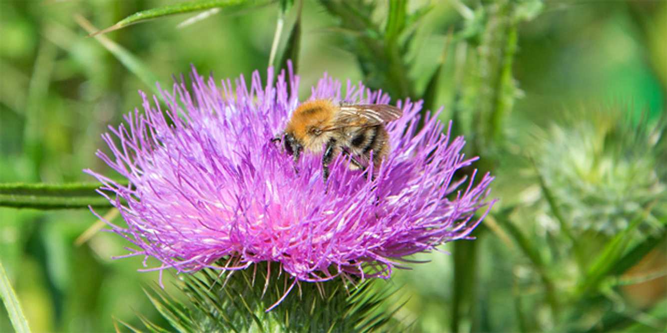 Zur medizinischen Verwendung ist es am besten die reife Blüte der Mariendistel zu ernten. Dazu ist in Mitteleuropa der August der beste Monat