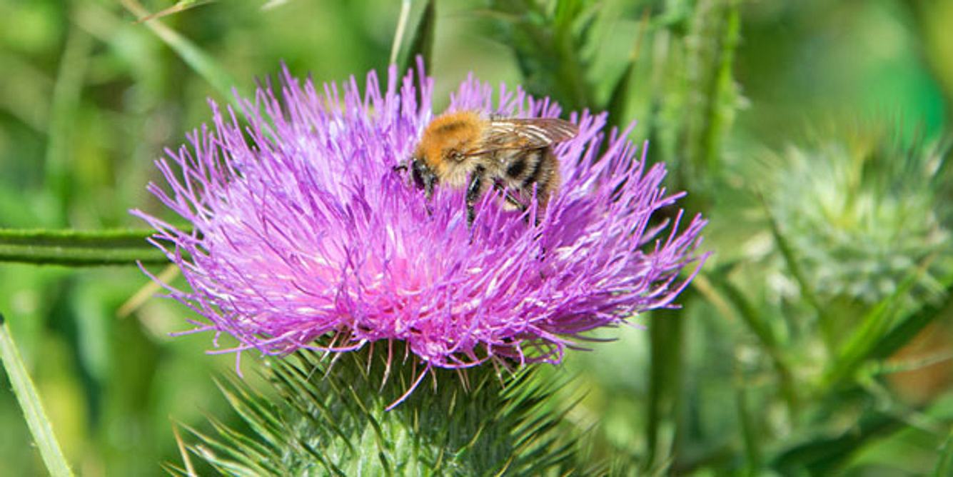 Mariendistel bei Leberzirrhose
