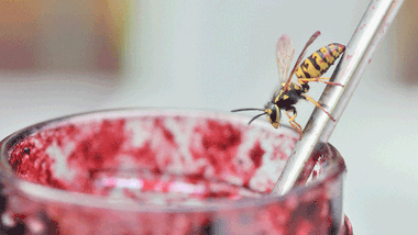 Stellen Sie ein leeres Marmeladenglas drei Meter vom Esstisch entfernt hin, um die Wespe dorthin zu locken