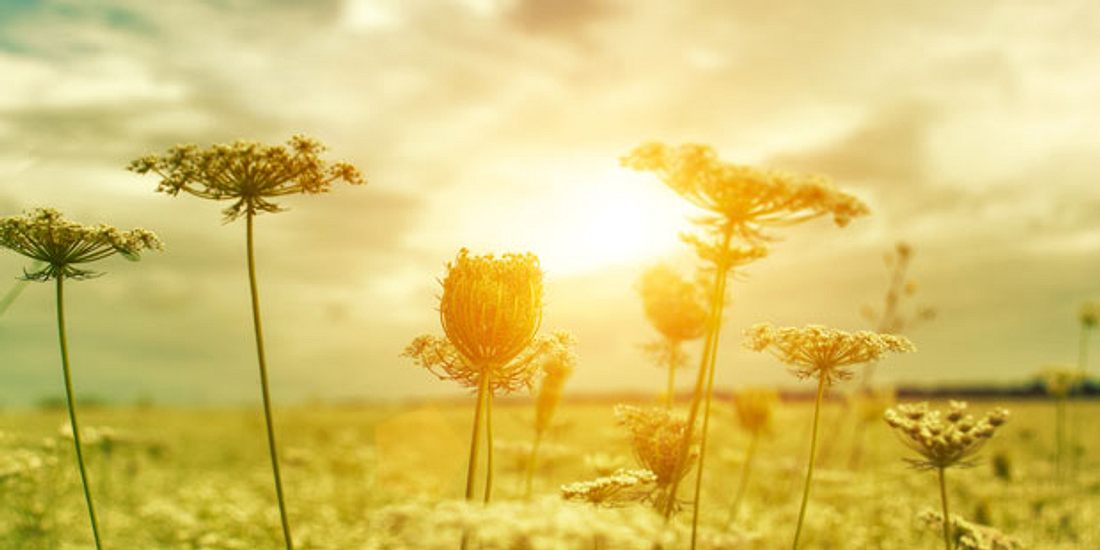 Geheimtipps aus der Naturmedizin Geheimtipps aus der Naturmedizin