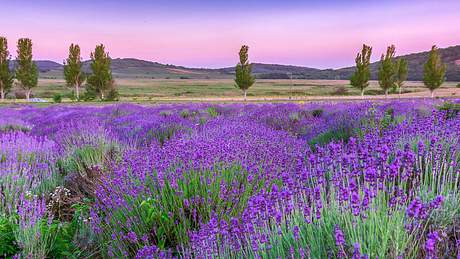 Lavendel - natürliche Hilfe gegen Kopfschmerzen