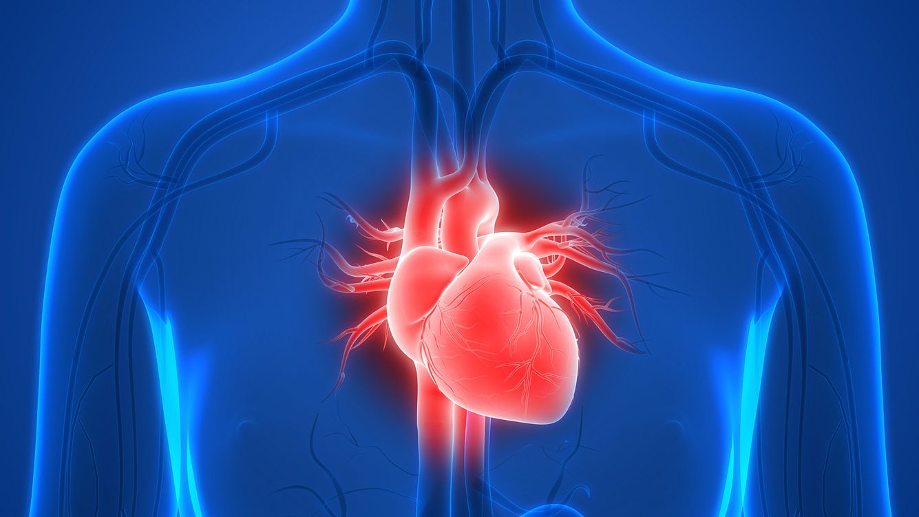 3D-Modell Herz
