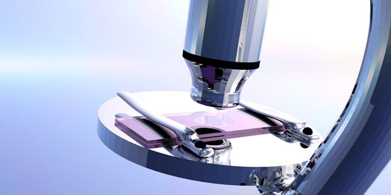 Unter dem Mikroskop lassen sich Leishmanien erkennen