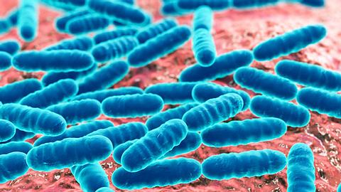 Milchsäurebakterien - Foto: iStock/Dr_Microbe