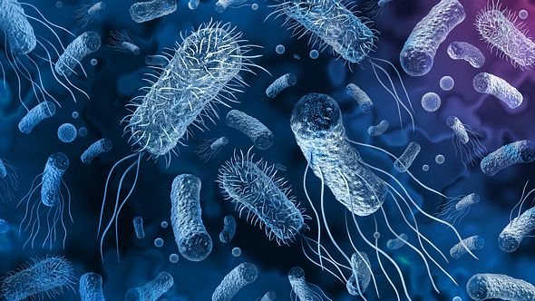 Bakterien und Keime - Foto: Istock/wildpixel